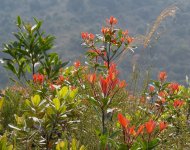 IMG_0735 new growth @Wong Lung Hang.JPG