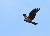 booted-eagle-web-0128.jpg