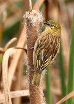 blk-headed-weaver-web-0670.jpg