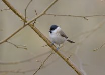 marshtit1.JPG