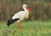 white-stork-web-9502.jpg