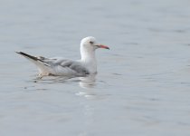 slender-billed-gull-web-0085.jpg