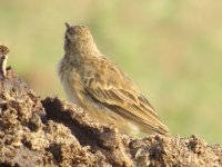 pipit2.jpg