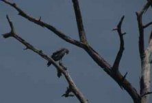 African Harrier Hawk.jpg