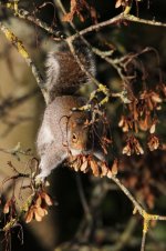 2014_12_13 (54)_Grey_Squirrel (533x800).jpg