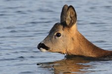 2014_12_14 (4)_Roe_Deer (800x533).jpg