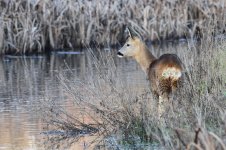 2014_12_14 (11)_Roe_Deer (800x533).jpg