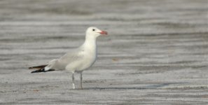 Audouins Gull.jpg