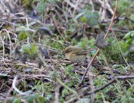 chiffchaff.jpg