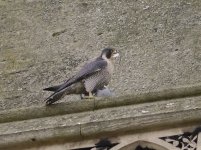 Peregrine.jpg