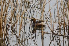 Grebe - little.jpg