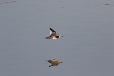 Redshank-(1)-web-full-frame.jpg