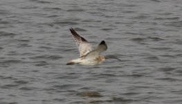 Eurasian Curlew.jpg