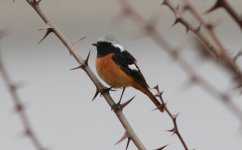 Daurian Redstart.jpg