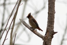 Japanese Waxwing.jpg