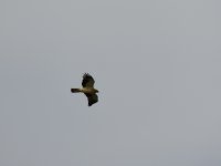 2015.03.05 Booted Eagle (Guadalhorce).JPG