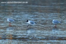 174 Black-headed Gull (Larus ridibundus) Norfolk England GB UK December 2014 cp2 crs 130dpi.jpg