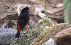 IMG_0783 White-capped Redstart 2 @ Pak Mong.JPG