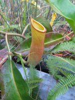 IMG_0793 pitcher plant @ Pak Mong.jpg