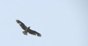 IMG_1254 Osprey @Pui O.JPG