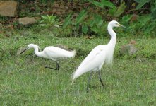 IMG_1240 Inter and Little Egrets @ Pui O.JPG