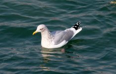 Vega Gull.jpg