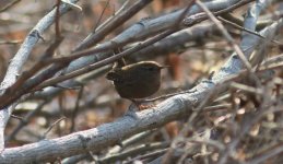 Eurasian Wren.jpg