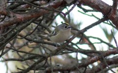 Goldcrest.jpg