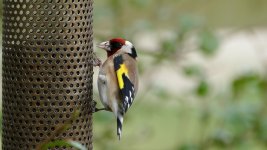 goldfinch.jpg