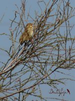 2015.03.24 Corn Bunting.jpg