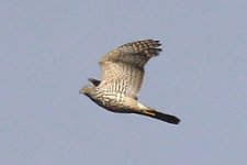 6811 goshawk.JPG