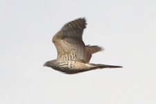 6817 goshawk.JPG