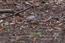 7058, nuthatch.JPG