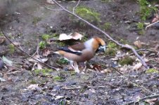 7190 hawfinch.JPG