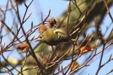 6849 goldcrest.JPG