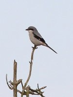 7246 great grey shrike , hollesley 5-3-15.JPG