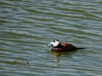 2015.03.24 White-headed Duck.JPG