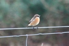 7296 stonechat.JPG