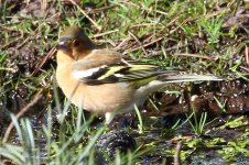 7350 chaffinch.JPG