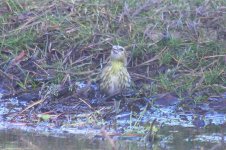 7356 siskin hollesley.JPG