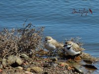 2015.03.25 Kentish Plovers.JPG