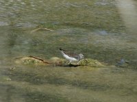 2015.03.25 Wood Sandpiper.JPG