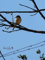 2015.03.25 Woodchat Shrike.jpg