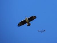 2015.03.26 Bonelli's Eagle.JPG