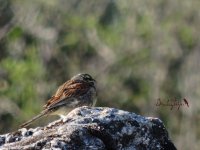 2015.03.26 Cirl Bunting.JPG