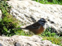 2015.03.26 Rock Bunting.JPG