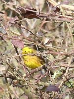 7419 yellowhammer.JPG