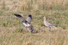 7532 curlew.JPG