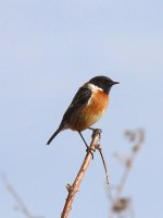 7553 stonechat.JPG