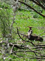 2015.03.27 Hoopoe.jpg